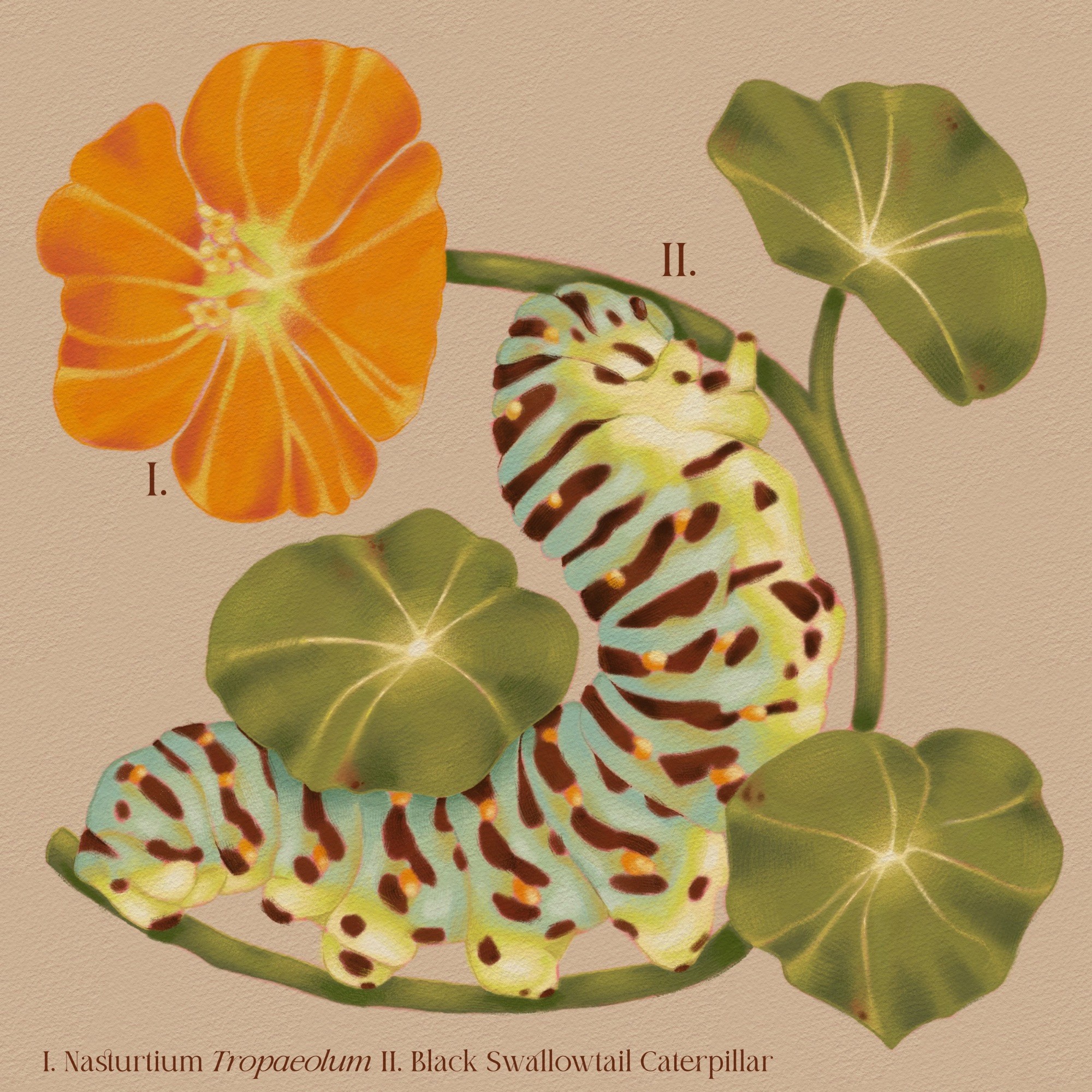 A curious caterpillar rests among the bright petals of a nasturtium, capturing a fleeting moment between growth and transformation.