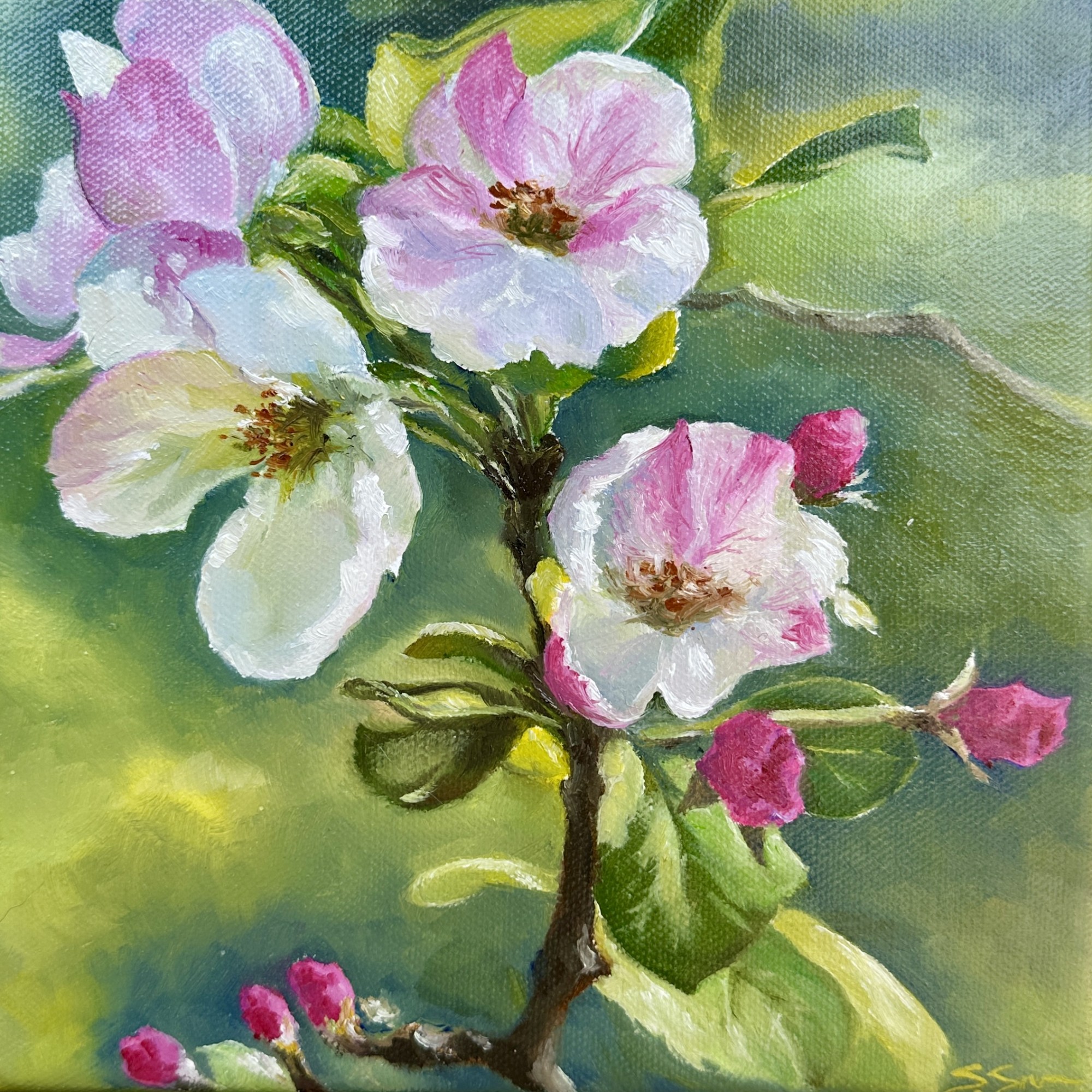 Apple Bloom, Oil on Canvas, 8"x8", framed