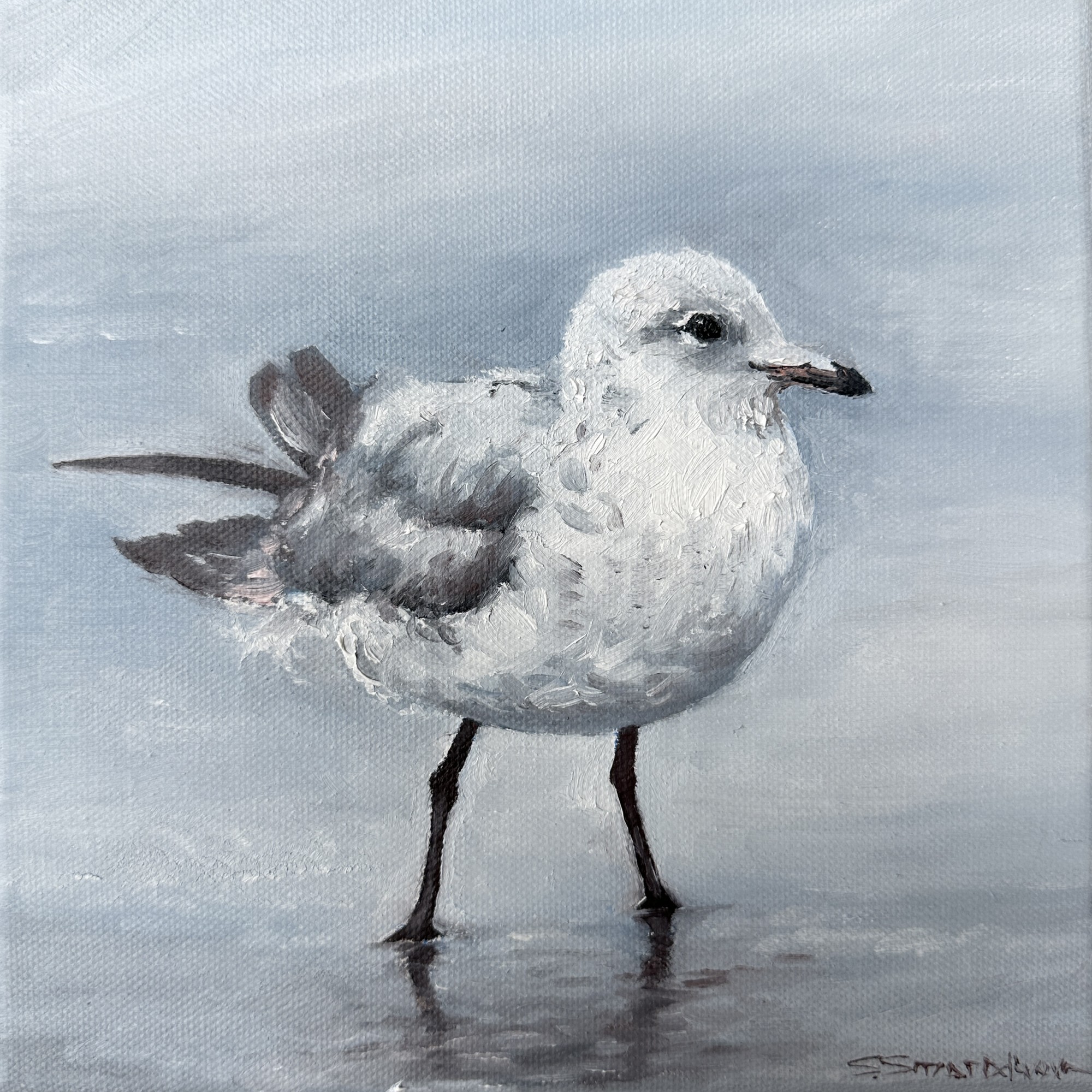 Seagull, Oil on Canvas, 8"x8", framed
