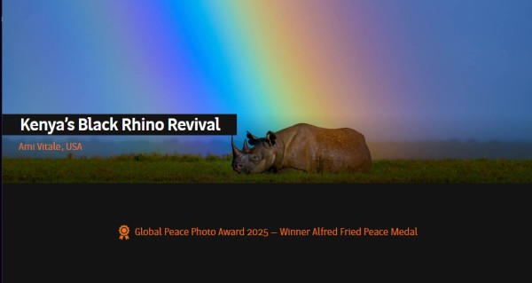 A black rhino in an open grass field with a blue sky and a rainbow running through.