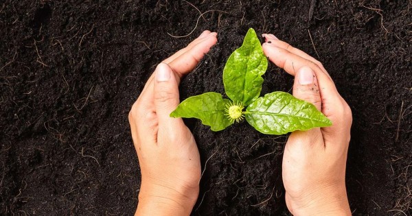 Two white hands scooping dirt underneath a green sprout with three leaves.