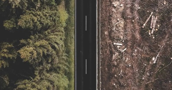 A birds-eye view of a road, where the left side is a green forest full of foliage, and the right side is completely burned down.