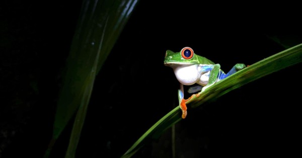A close up photograph of a red-eyed tree frog sitting on a leaf.