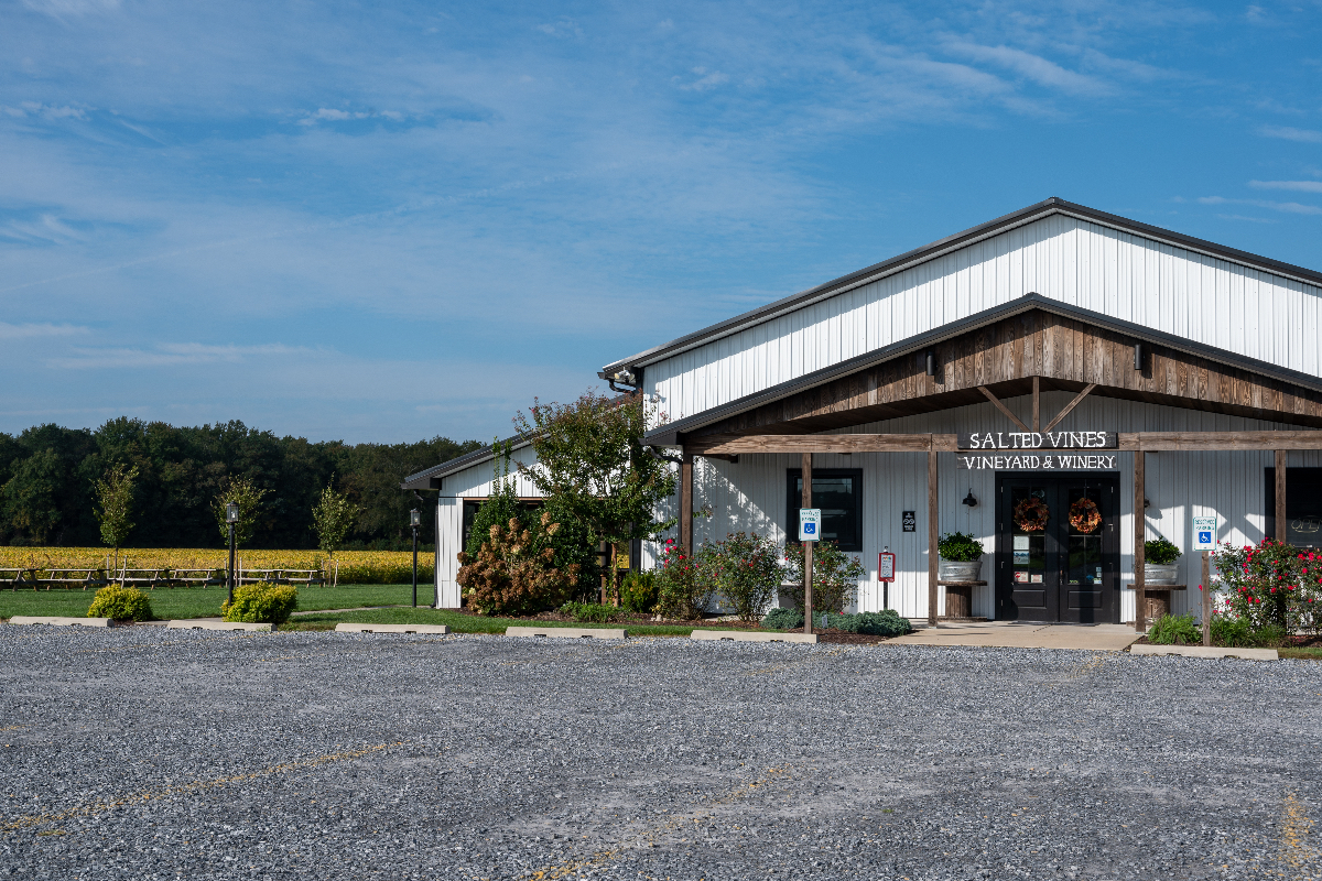 Salted shop vines vineyard